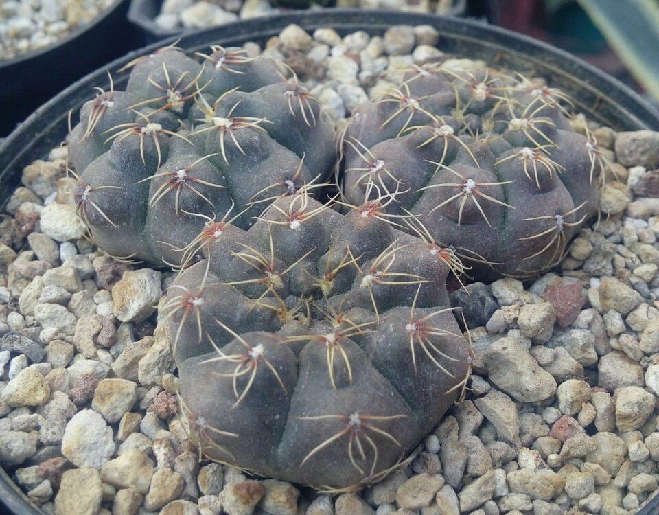 Гимнокалициум (Gymnocalycium) » В мире растений и цветов