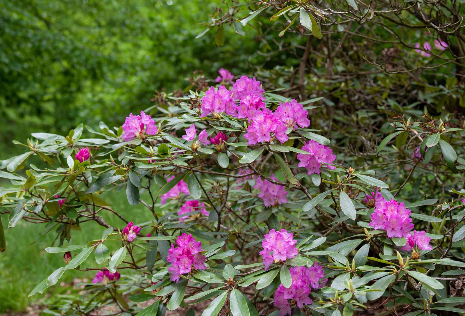 Rhododendron Bush