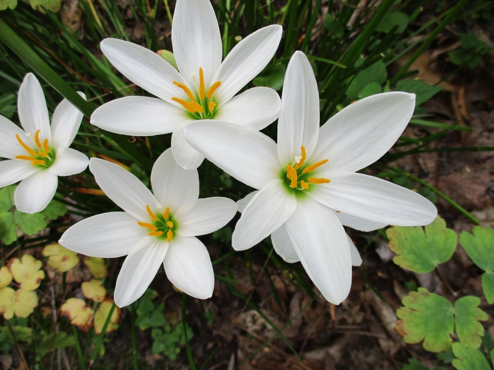 Zephyranthes candida